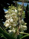 Yucca elephantipes