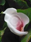 Zantedeschia aethiopica Marshmallow