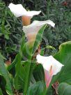 Zantedeschia aethiopica Marshmallow