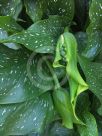 Zantedeschia elliottiana