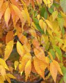 Zelkova serrata