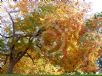 Zelkova serrata
