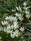 Zephyranthes candida