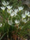 Zephyranthes candida