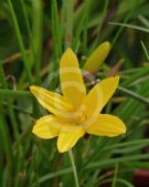 Zephyranthes citrina