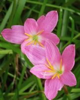 Zephyranthes carinata