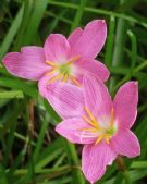 Zephyranthes carinata