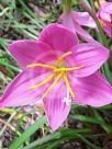 Zephyranthes carinata