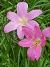 Zephyranthes carinata