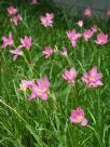 Zephyranthes carinata