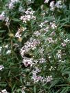 Zieria laevigata