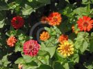 Zinnia elegans