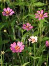 Zinnia elegans