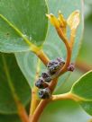 Eucalyptus serraensis