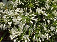 Agapanthus Snowball