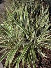 Dianella Border Silver