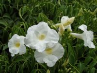 Pandorea jasminoides Lady Di