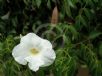 Pandorea jasminoides Lady Di