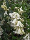 Pandorea pandorana Snowbells