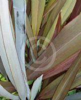 Phormium Anna Red