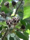 Abutilon grandifolium