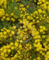 Acacia cardiophylla Gold Lace