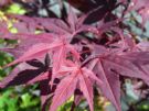 Acer palmatum Atropurpureum