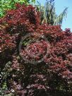 Acer palmatum Atropurpureum