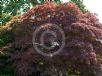 Acer palmatum Atropurpureum