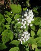 Actaea rubra neglecta