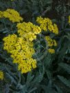 Achillea Moonshine