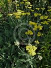 Achillea Moonshine