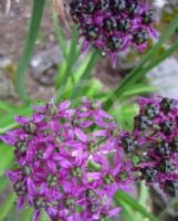 Allium wallichii