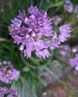 Allium suaveolens