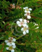 Sannantha similis Howie's Feathertips