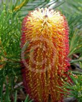 Banksia spinulosa spinulosa Coastal Cushion