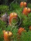 Banksia spinulosa spinulosa Coastal Cushion