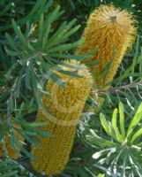 Banksia spinulosa collina