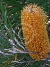 Banksia spinulosa collina