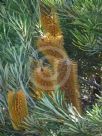 Banksia spinulosa collina