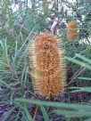 Banksia spinulosa collina