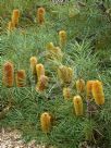 Banksia spinulosa collina