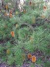 Banksia spinulosa collina