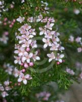 Boronia anemonifolia variabilis