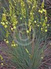 Bulbine glauca