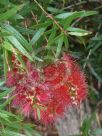 Callistemon viminalis Captain Cook