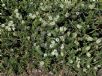 Callistemon citrinus White Anzac