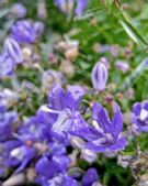 Campanula waldsteiniana