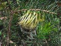 Calothamnus quadrifidus aurea