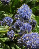 Ceanothus griseus horizontalis Yankee Point